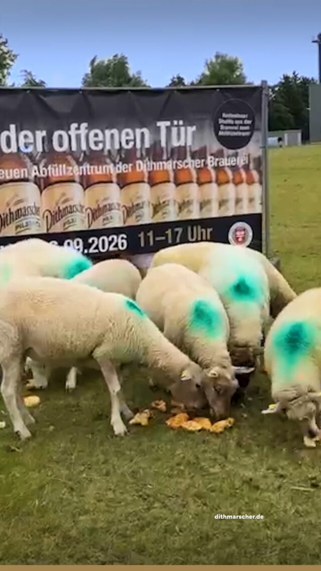 Morgen machen wir die Türen auf! 🍻
Die letzten Vorbereitungen laufen – und wir freuen uns schon jetzt auf euch. Kommt vorbei, schaut euch unsere neue Abfüllung an und genießt einen schönen Tag mit frisch gezapftem Dithmarscher, leckerem Essen und tollem Programm.

📅 Samstag, 26.09. | 11–17 Uhr
📍 Meldorfer Straße 38–42, Marne
 
#dithmarscher #dithmarscherbrauerei #dithmarscherkohltage #frischvonderküste #dithmarscherbiershop